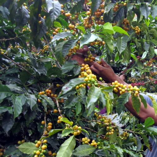 Yellow coffee cherries