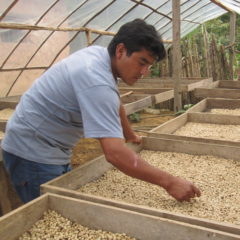 Coffee Peru