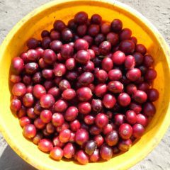 Coffee cherries