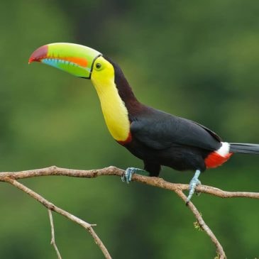 Toucan Costa Rica