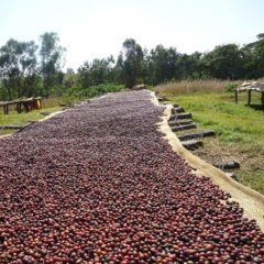 natural processed coffee
