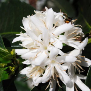 Coffee flowers