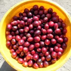 Red coffee cherries