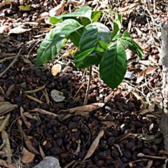 Coffee plant