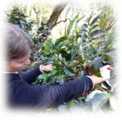 Coffee tree