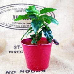 kaffeepflanze