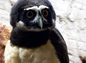 Speciality Decaf: Für den ein oder anderen Kaffee am Abend