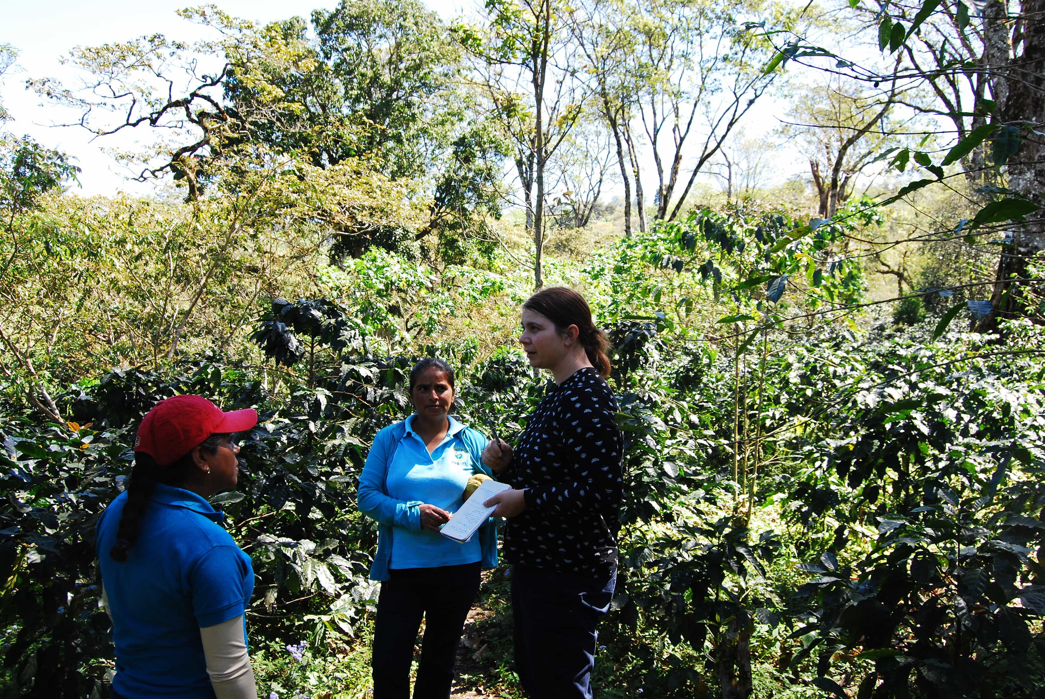 Kaffee Honduras