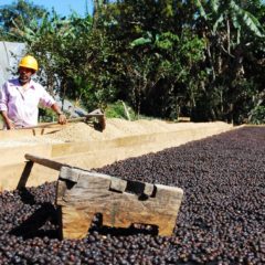 Kaffee Honduras