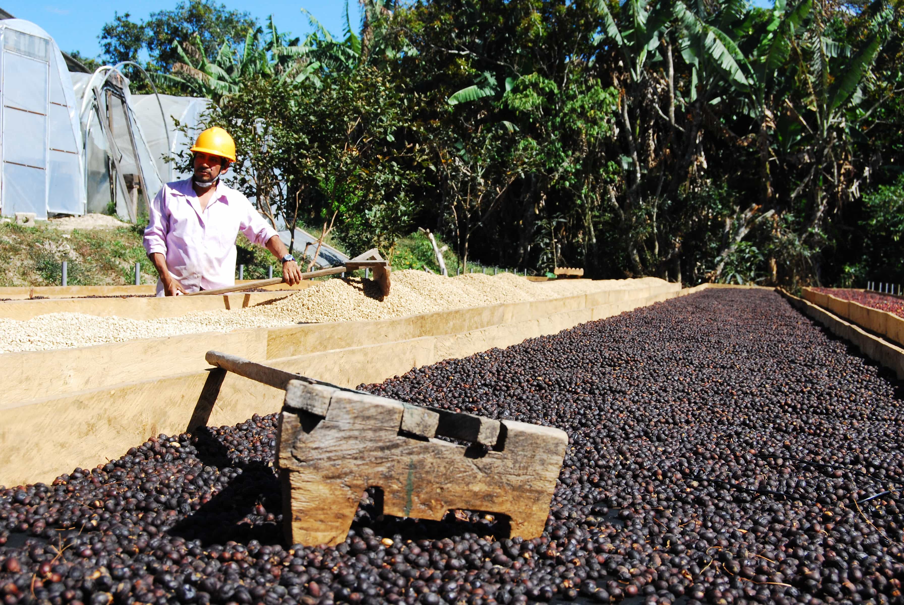 Kaffee Honduras