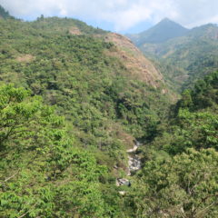 Kaffee in Guatemala