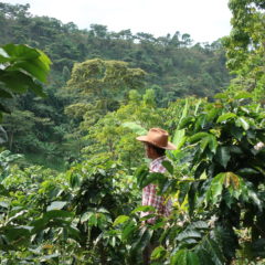 Kaffee aus Guatemala