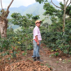 Kaffee aus Guatemala