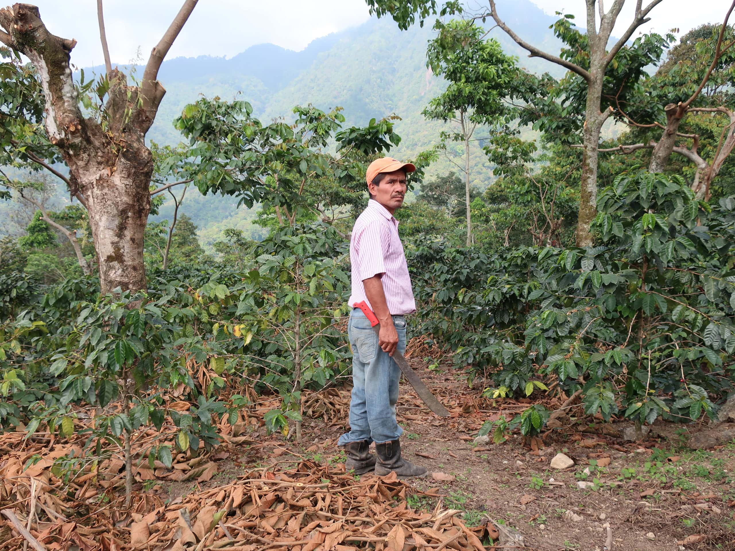 Kaffee aus Guatemala