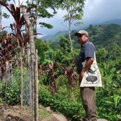 Kaffee aus Guatemala