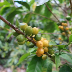 Gelbe Kaffeekirschen