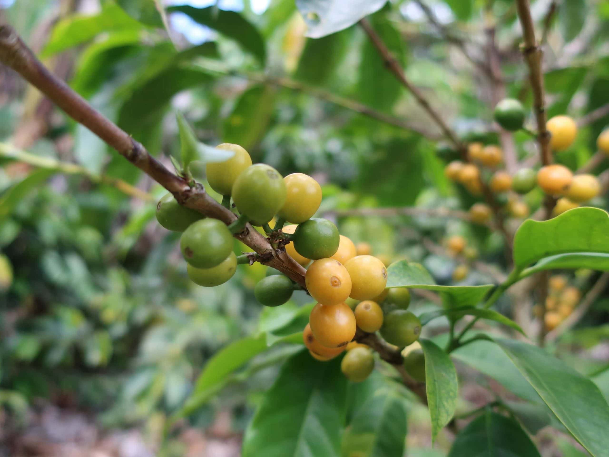 Gelbe Kaffeekirschen