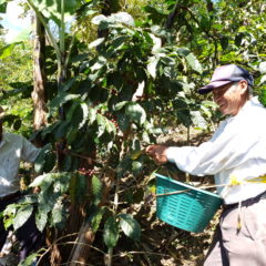 Kaffee Produzent Arturo