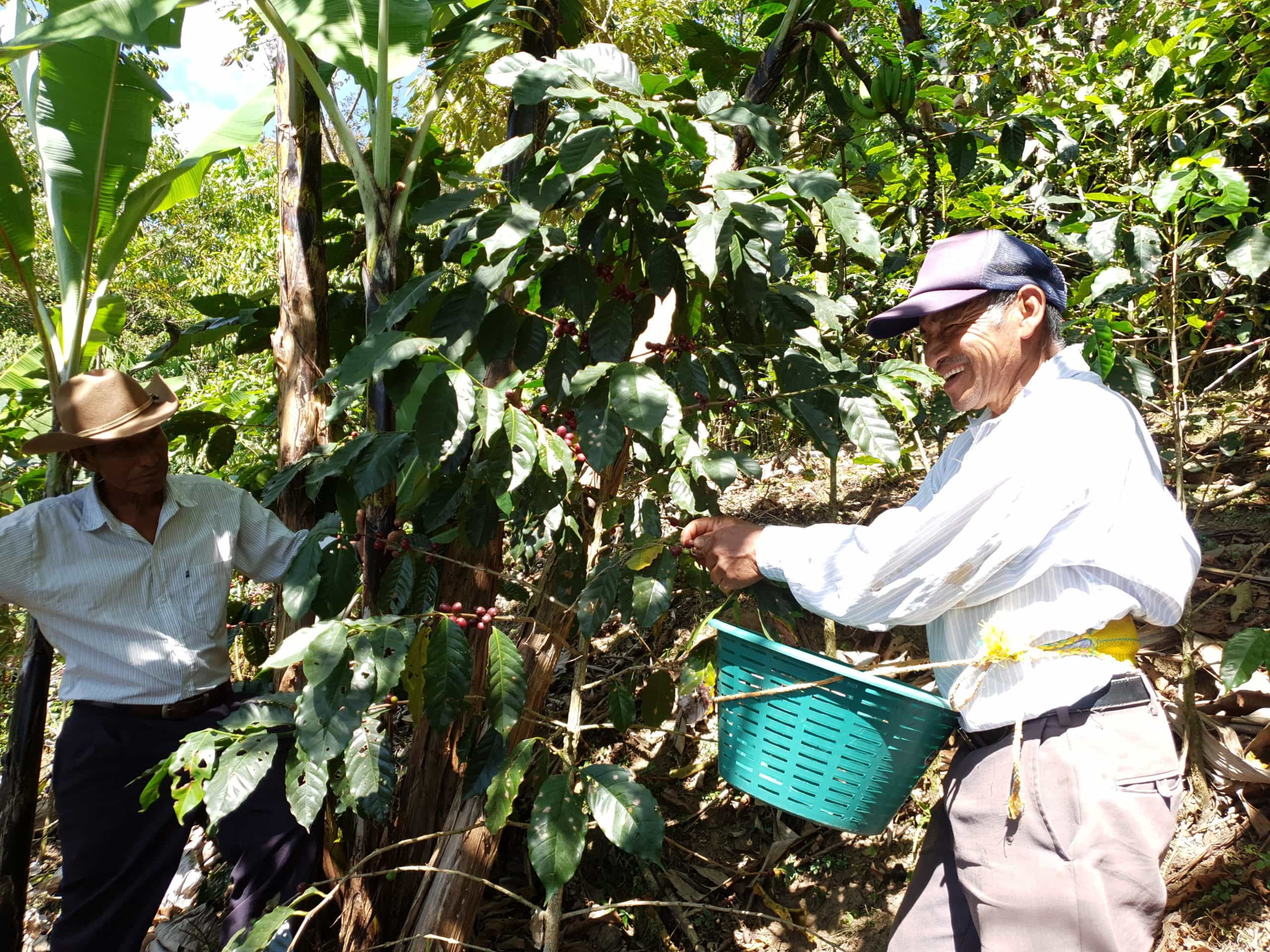 Kaffee Produzent Arturo