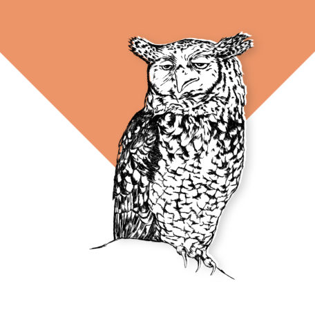 Sleepy Owl – Entkoffeinierter Kaffee (Decaf)