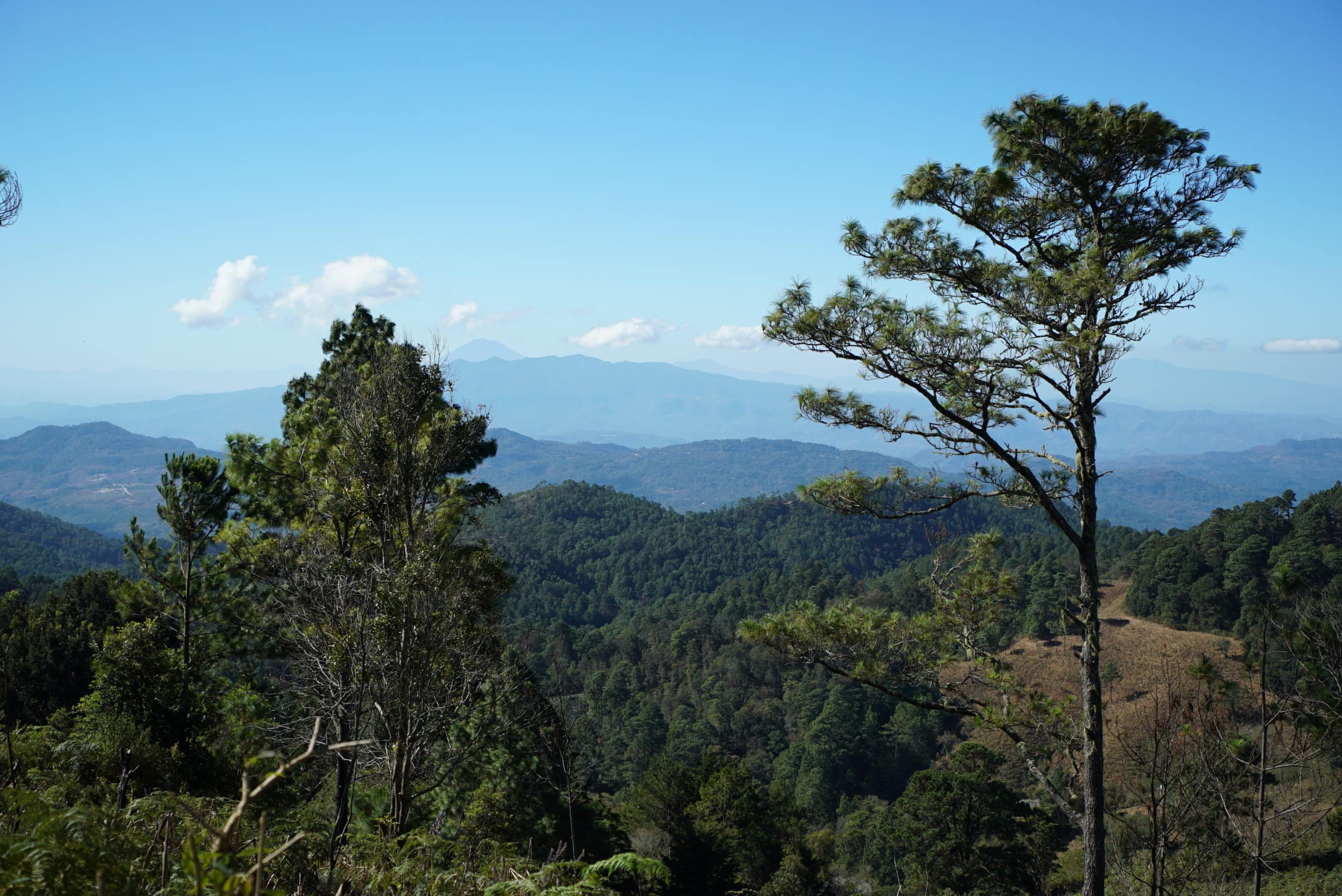 Coffee Honduras