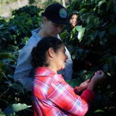 coffee harvest