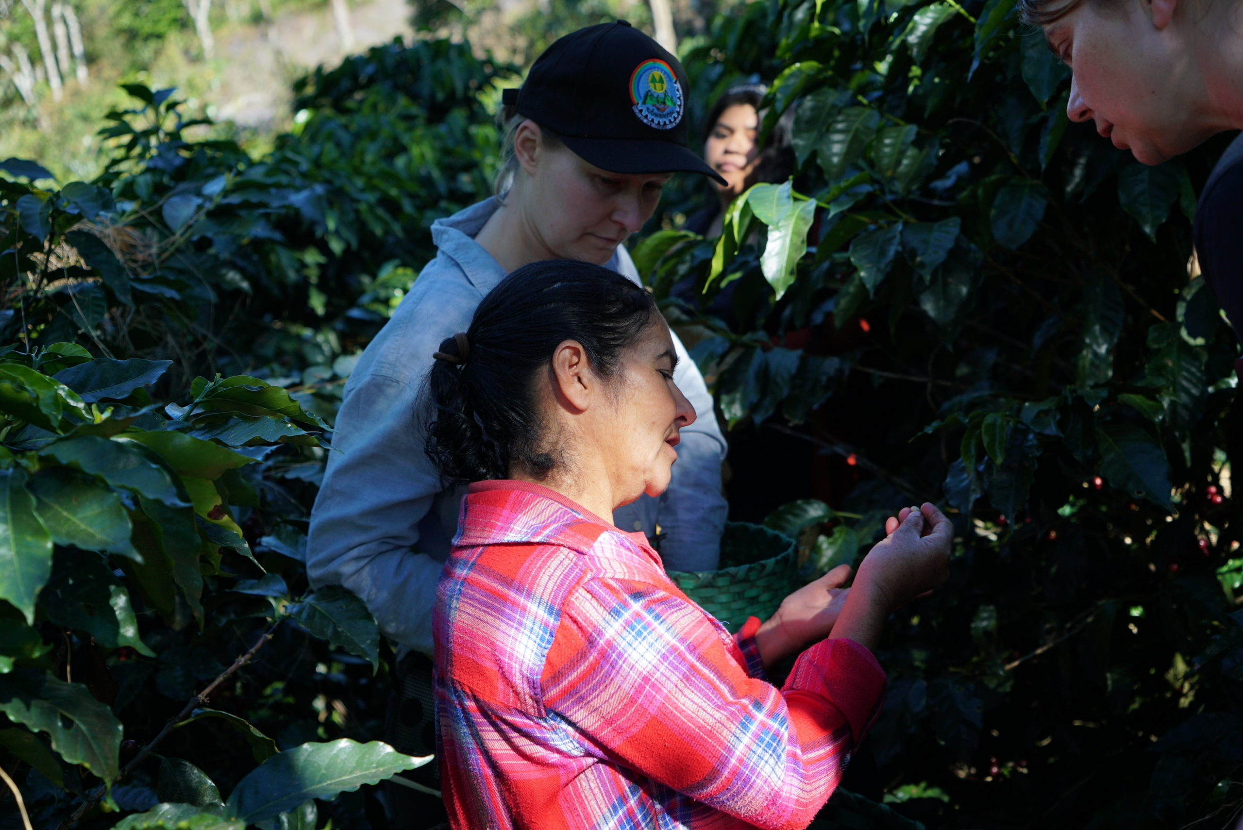 coffee harvest