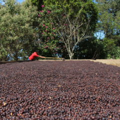 coffee Honduras