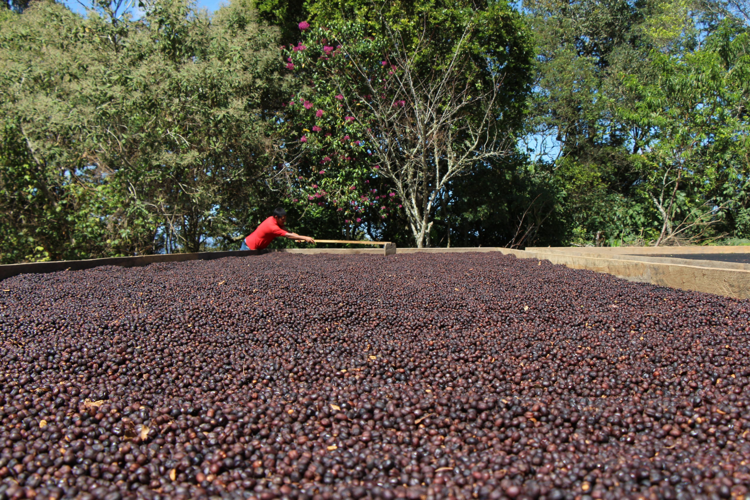 coffee Honduras