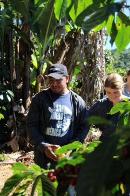 coffee Honduras