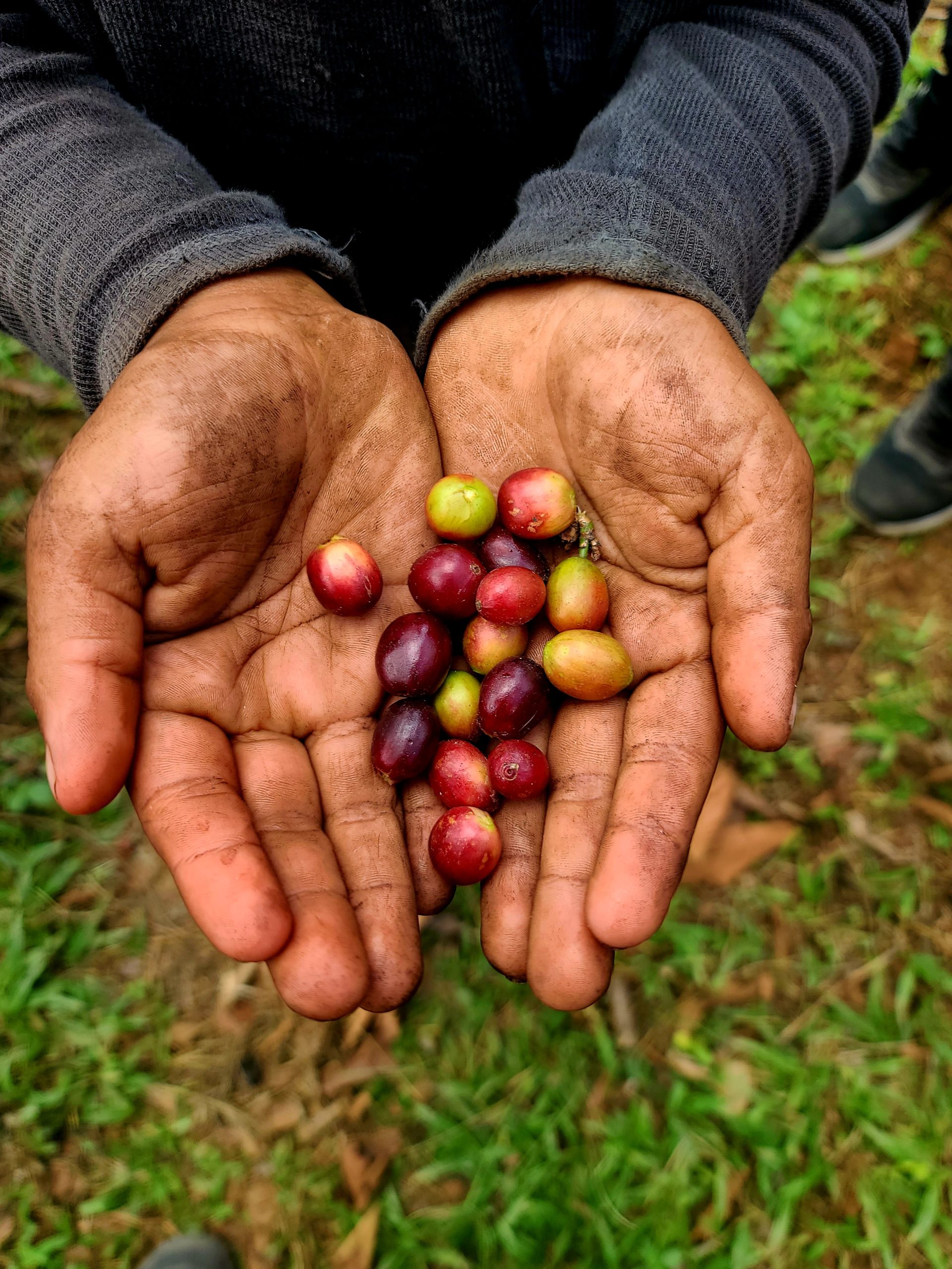 Guatemala Kaffee