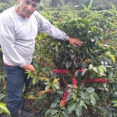 Kaffeekooperative Rutas del Inca