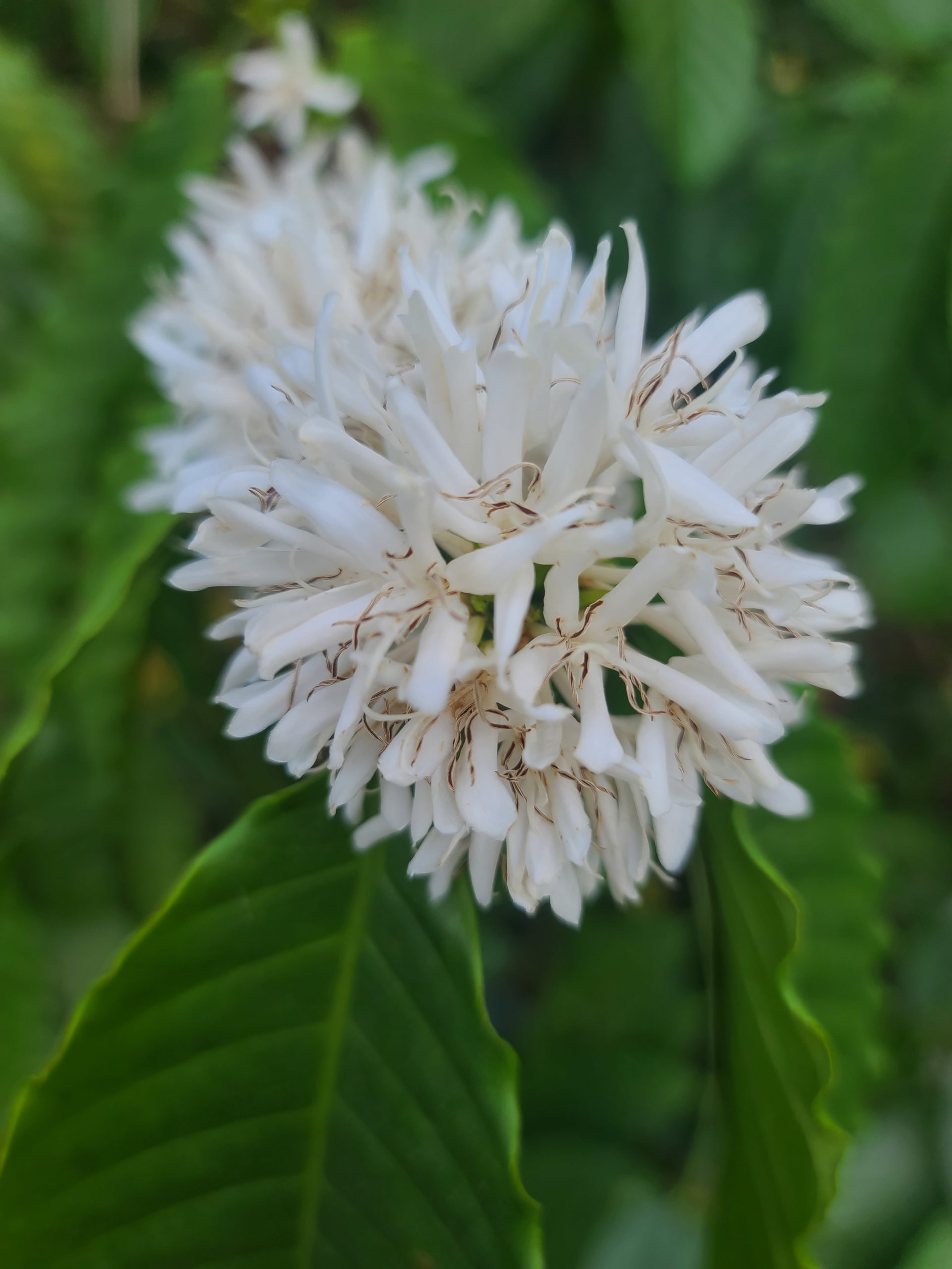 Kaffee Blüte