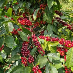 Ripe coffee cherries on a coffee plant
